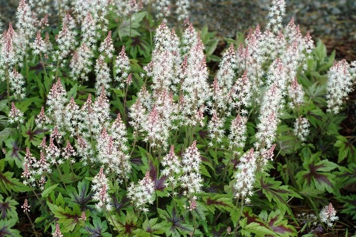 Tiarella 'Sugar and Spice' Foamflower from Scotts Garden Centre