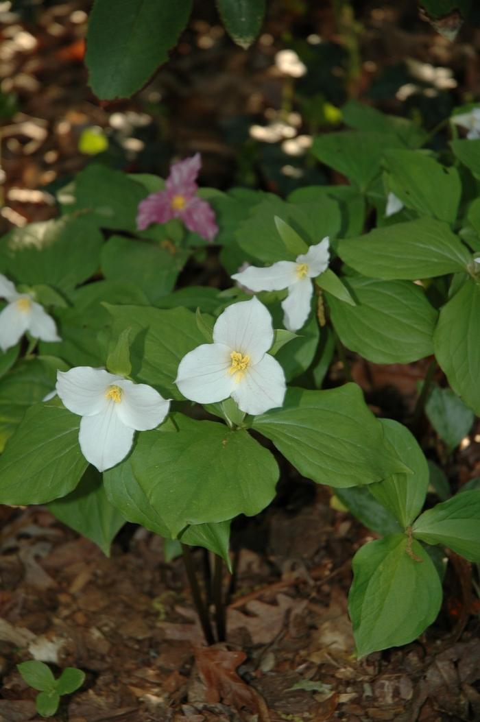 Trillium grandiflorum Great White Trillium from Scotts Garden Centre