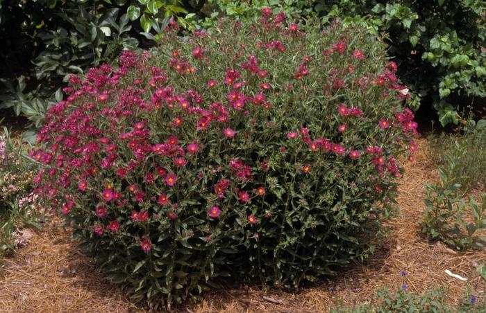 Aster novae-angliae September Ruby