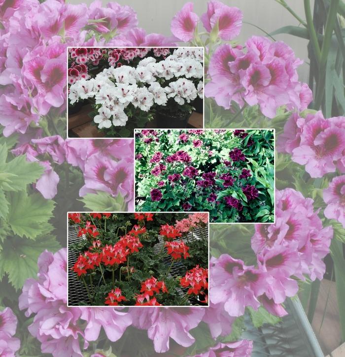 Geranium Multiple Varieties