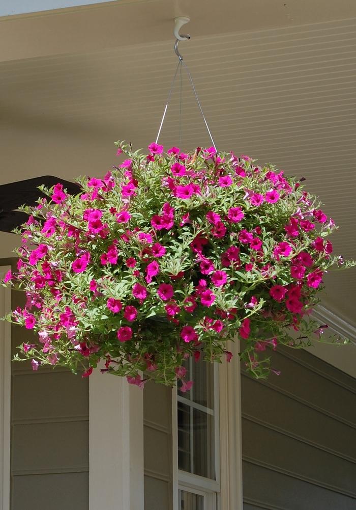 Hanging Baskets 'Multiple Varieties' Hanging Baskets from Scotts Garden