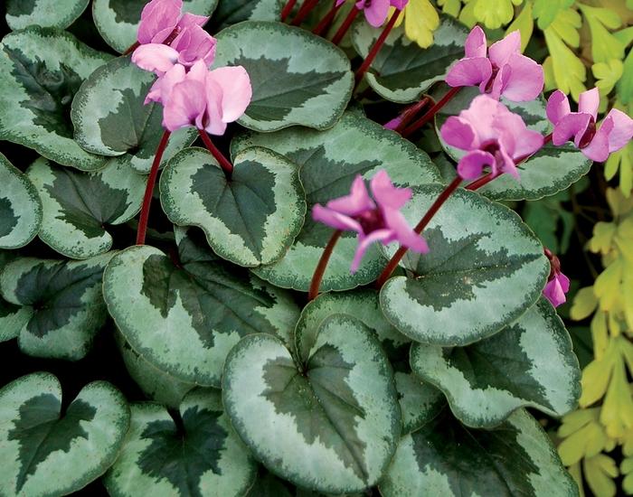 Cyclamen coum Something Magic