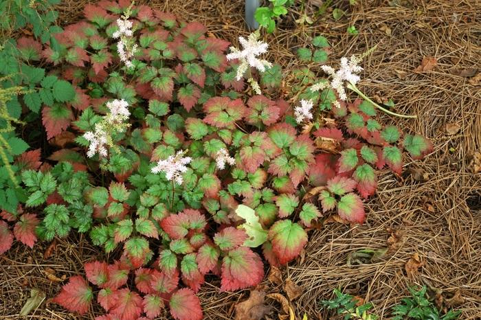 Astilbe x arendsii Color Flash