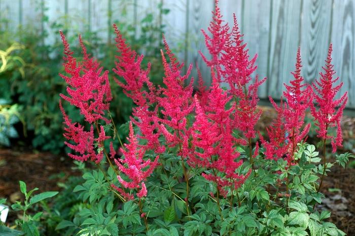 Astilbe x arendsii Radius
