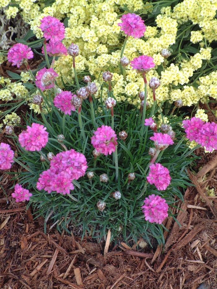 Armeria maritima Bloodstone