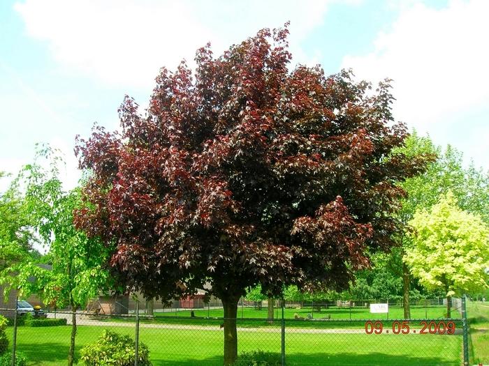Acer platanoides Royal Red
