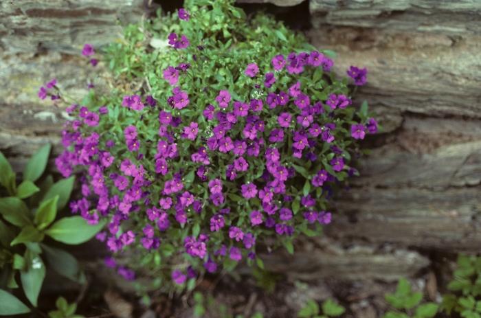 Aubrietia deltoides 