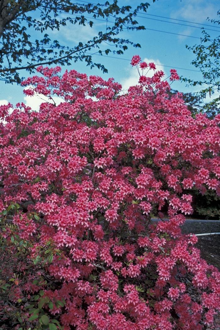 Azalea Rosy Lights