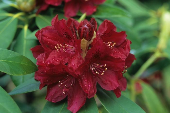 Azalea exbury Golden Lights