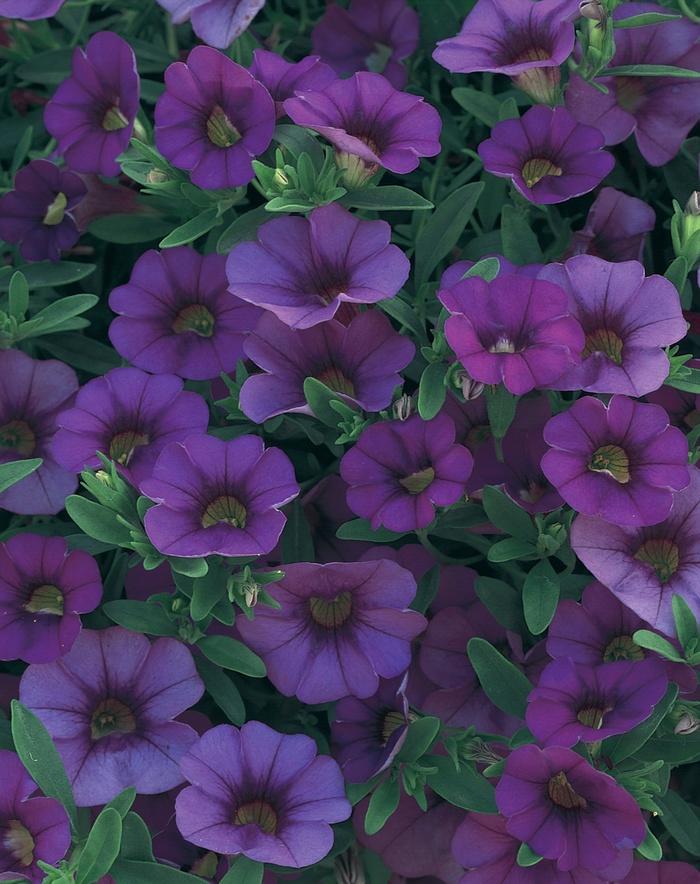 Calibrachoa hybrid Trailing Blue