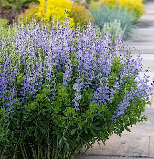 Baptisia australis 