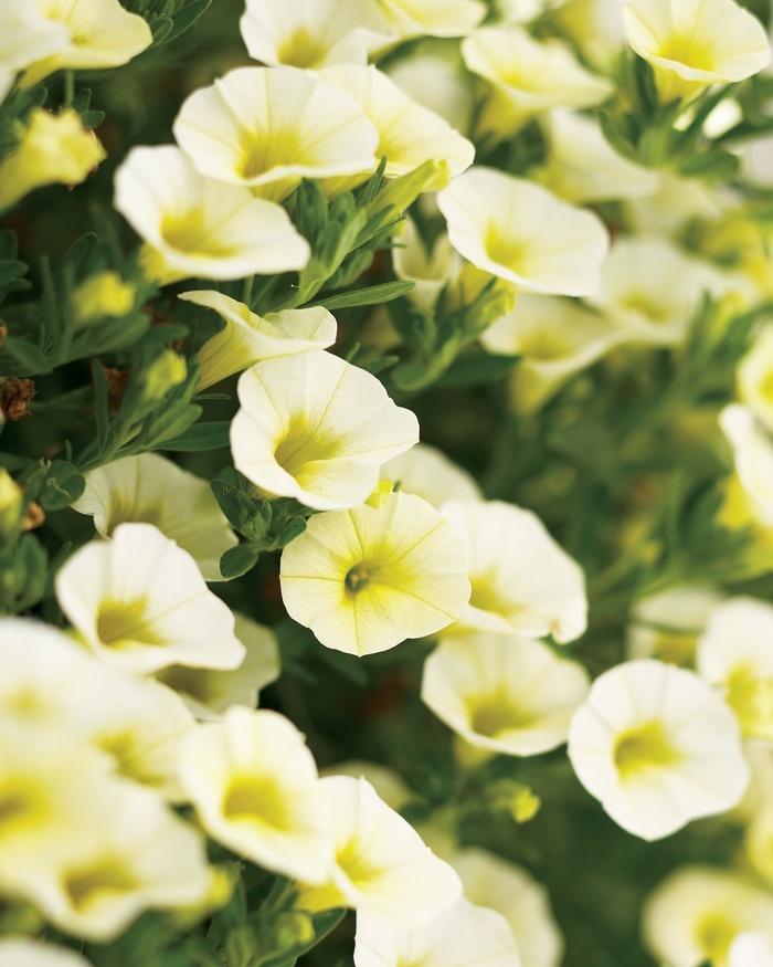 Calibrachoa hybrid Yellow Chiffon