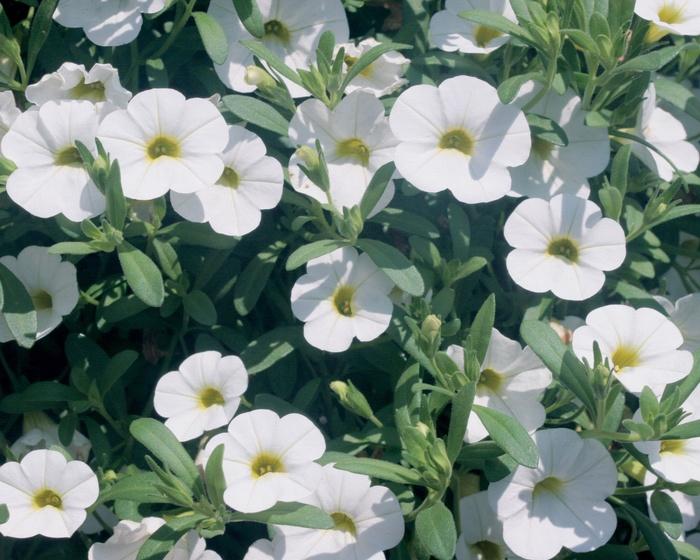 Calibrachoa hybrid Trailing White