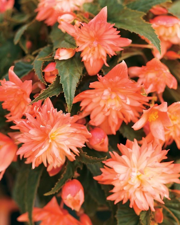 Begonia Apricot