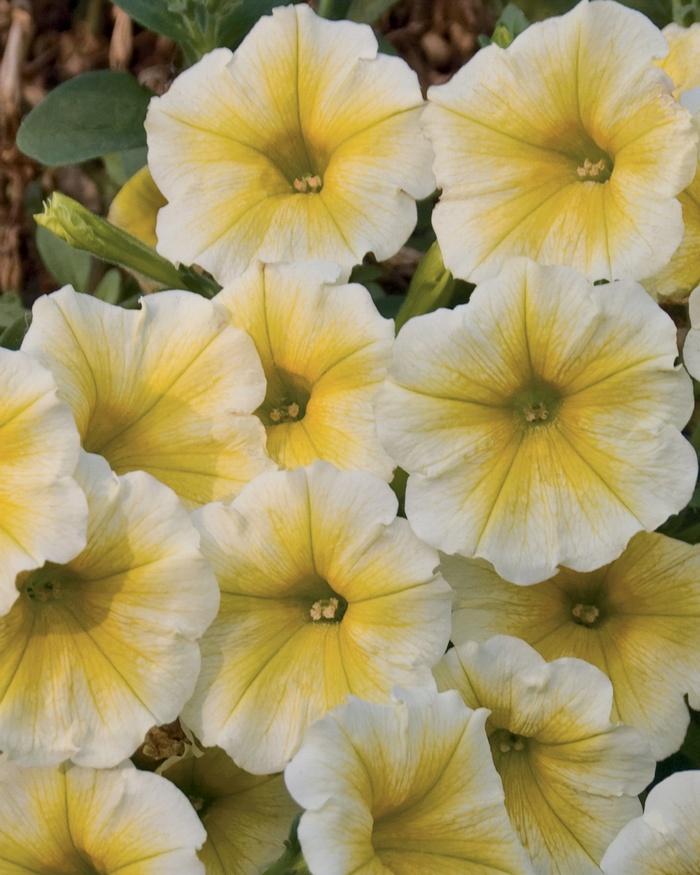 Petunia Citrus