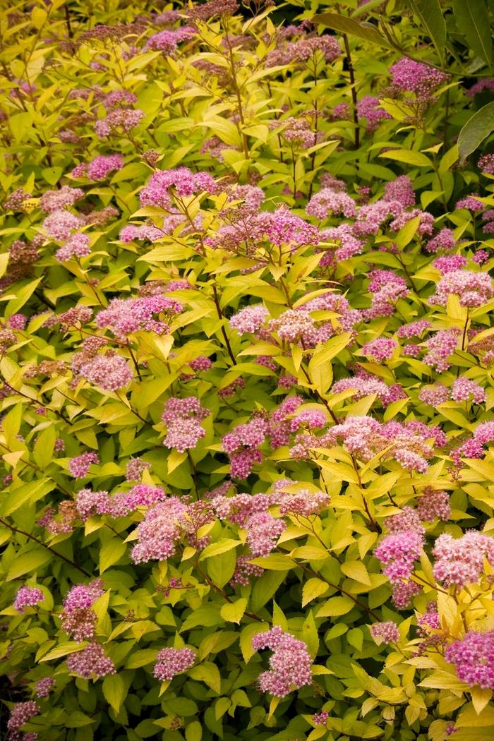 Spiraea Japonica Goldmound