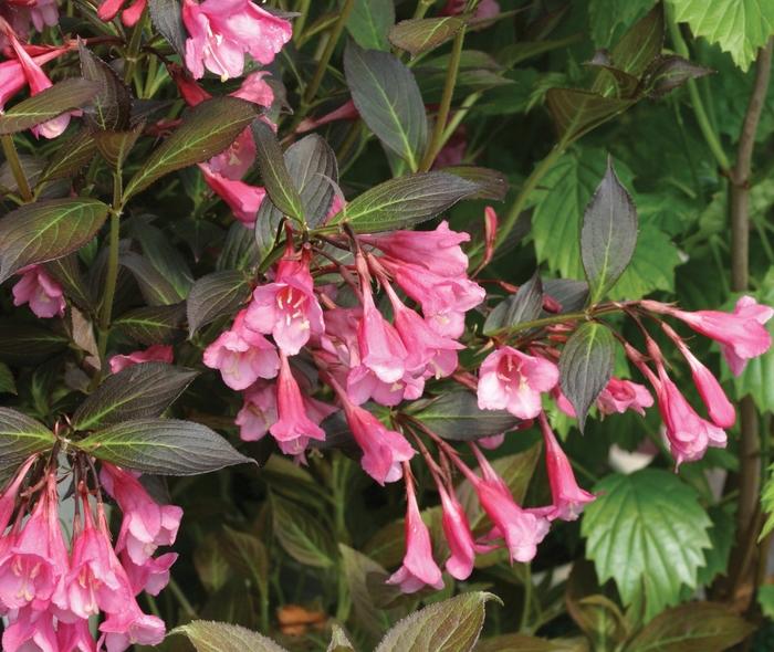 Weigela florida Fine Wine™
