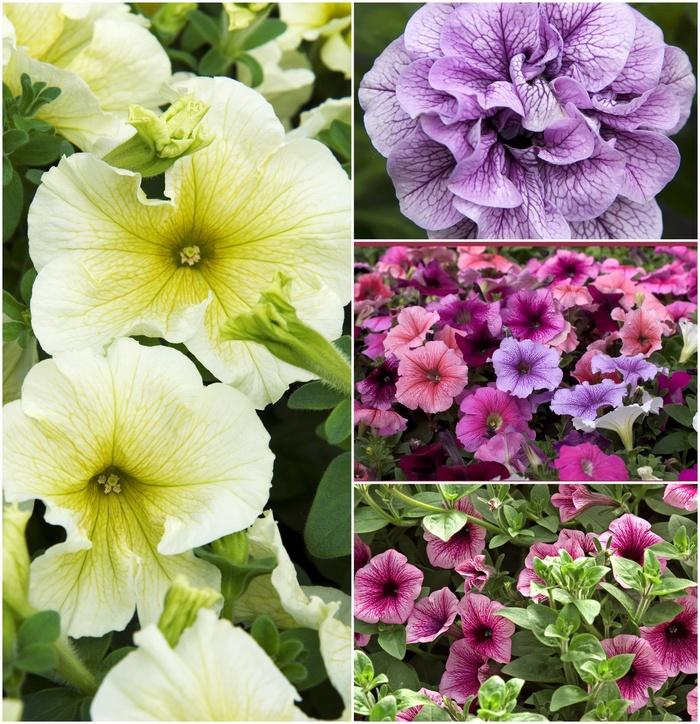 Petunia Multiple Varieties
