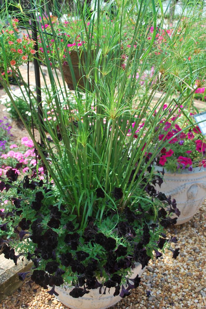 Cyperus papyrus King Tut®