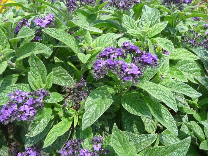 Helioptrope Scentropia™