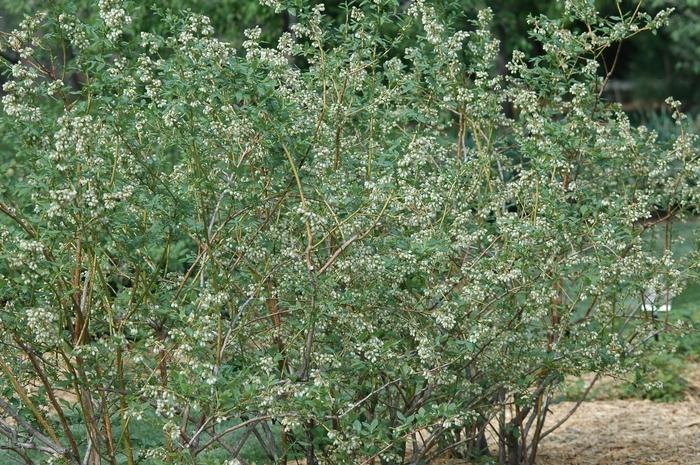 Blueberry Bluecrop Highbush 