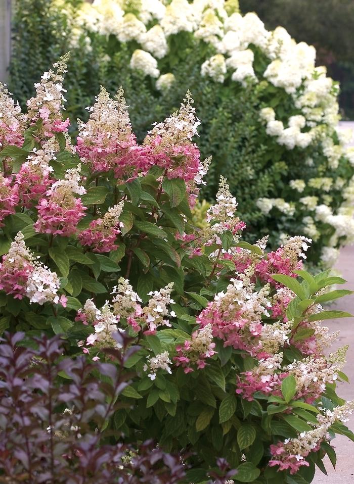 Hydrangea Paniculata Pinky Winky