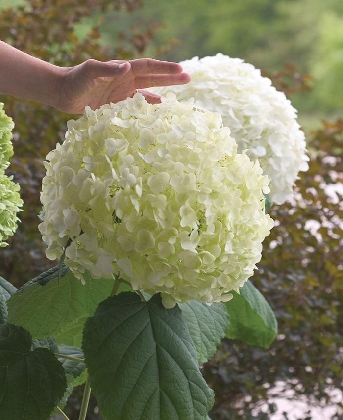 Hydrangea Arborescens Incrediball