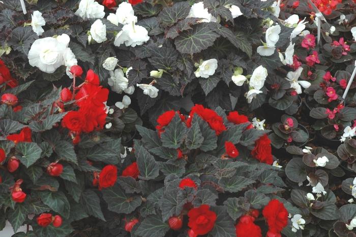 Begonia tuberosa Nonstop® Mocca Scarlet