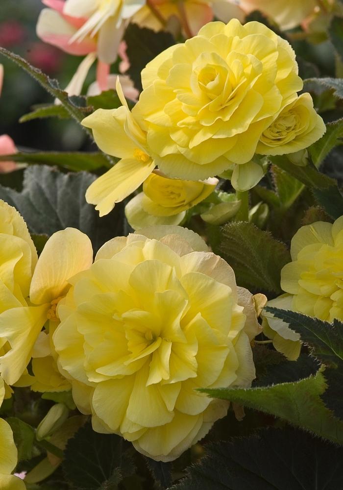 Begonia tuberosa Go Go™ Yellow