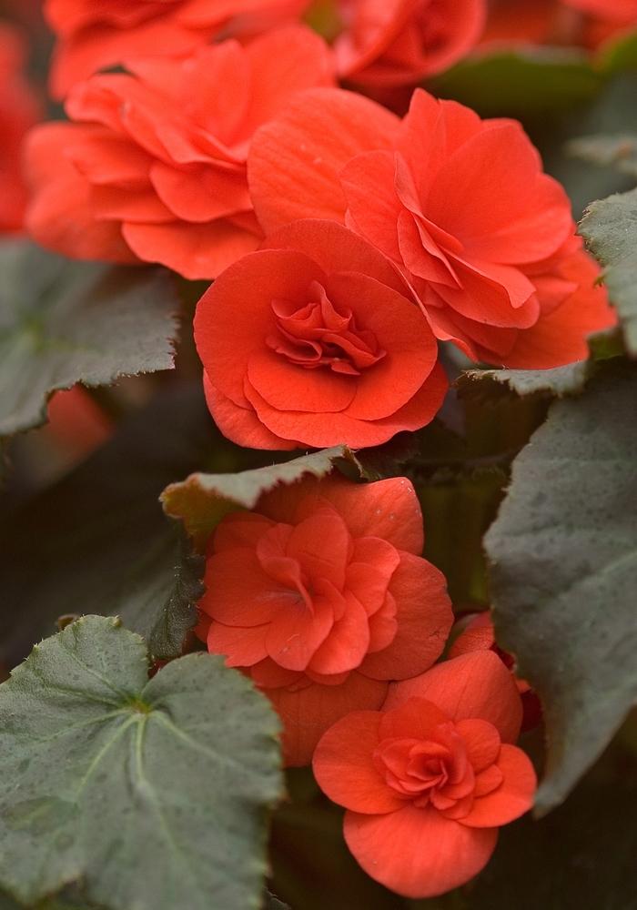 Begonia Solenia® Orange