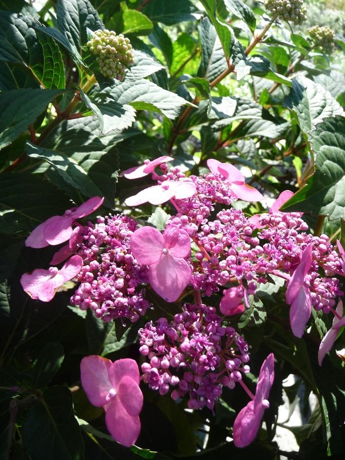 Hydrangea macrophylla Twist and Shout™