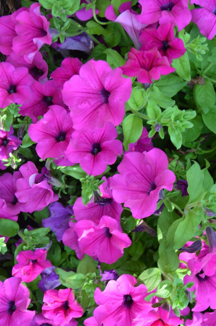 Petunia Giant Purple