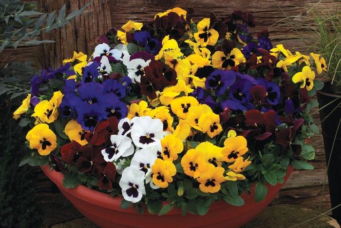 Viola wittrockiana Colossus™ Blotched Mix Formula