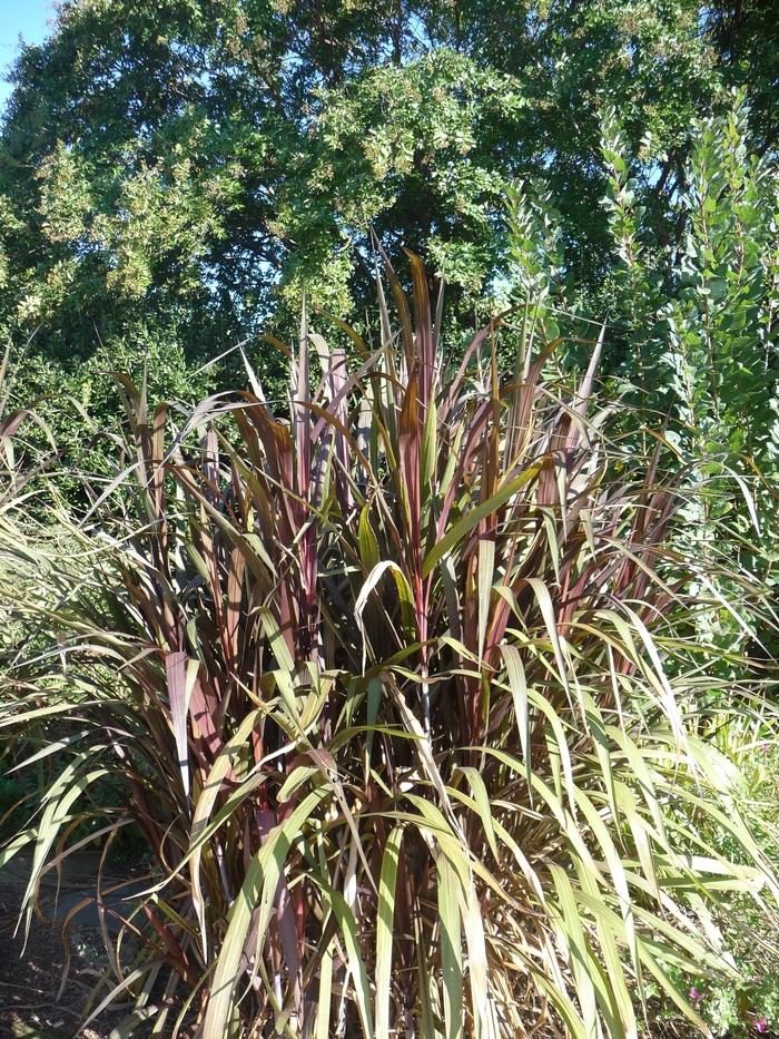 Pennisetum purpureum Prince