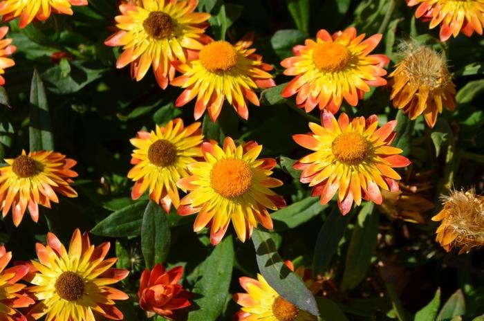 Bracteantha hybrid Sundaze® Golden Beauty