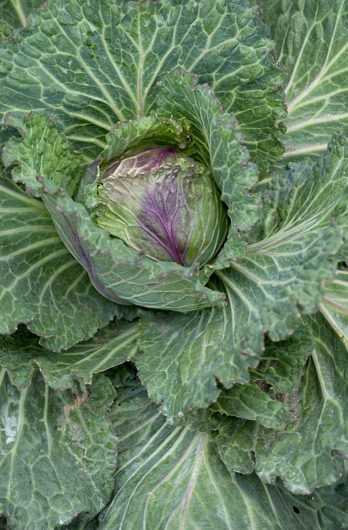 Brassica oleracea January King