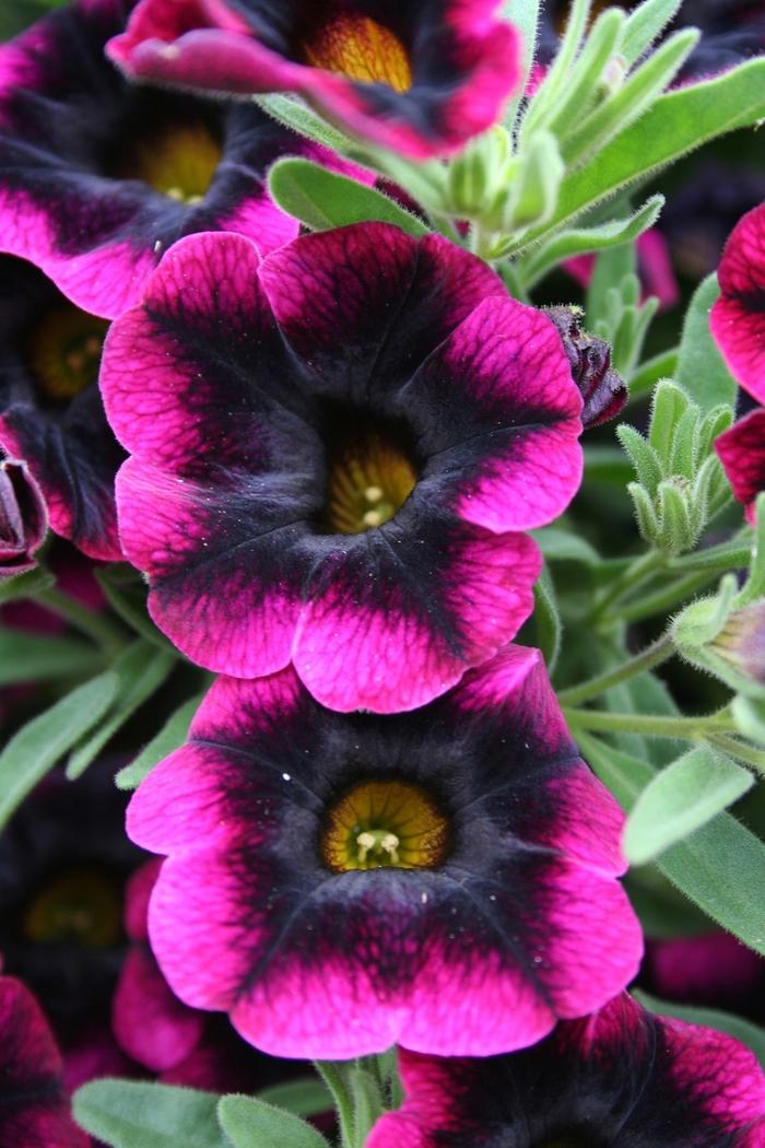Calibrachoa hybrid Superbells® Blackberry Punch
