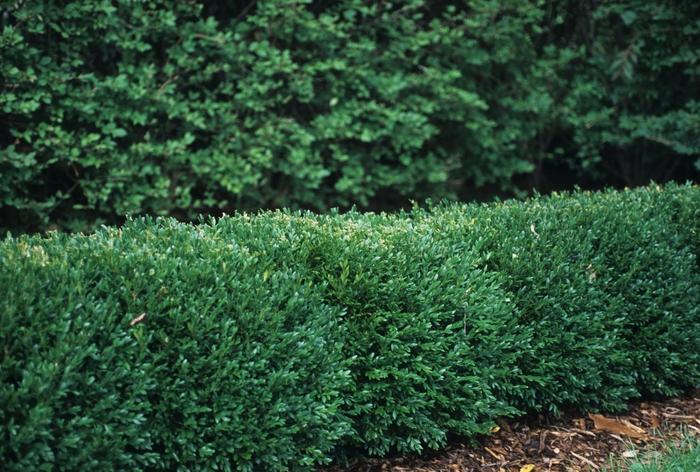 Buxus x Green Gem
