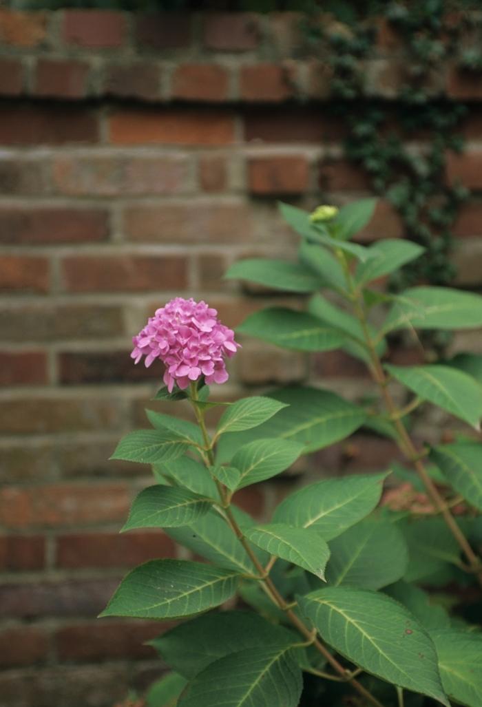 Hydrangea macrophylla 