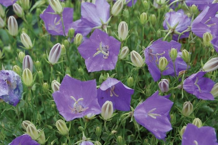 Campanula carpatica Blue Clips