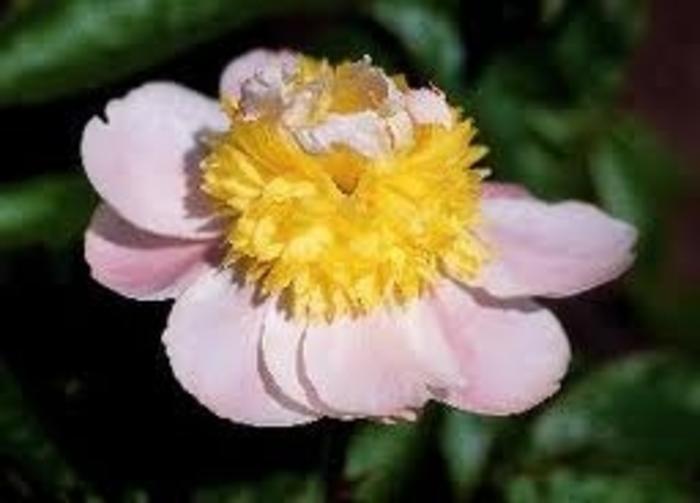 Paeonia lactiflora Butter Bowl