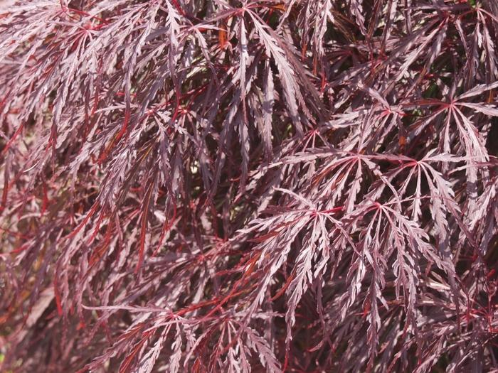 Acer dissectum 