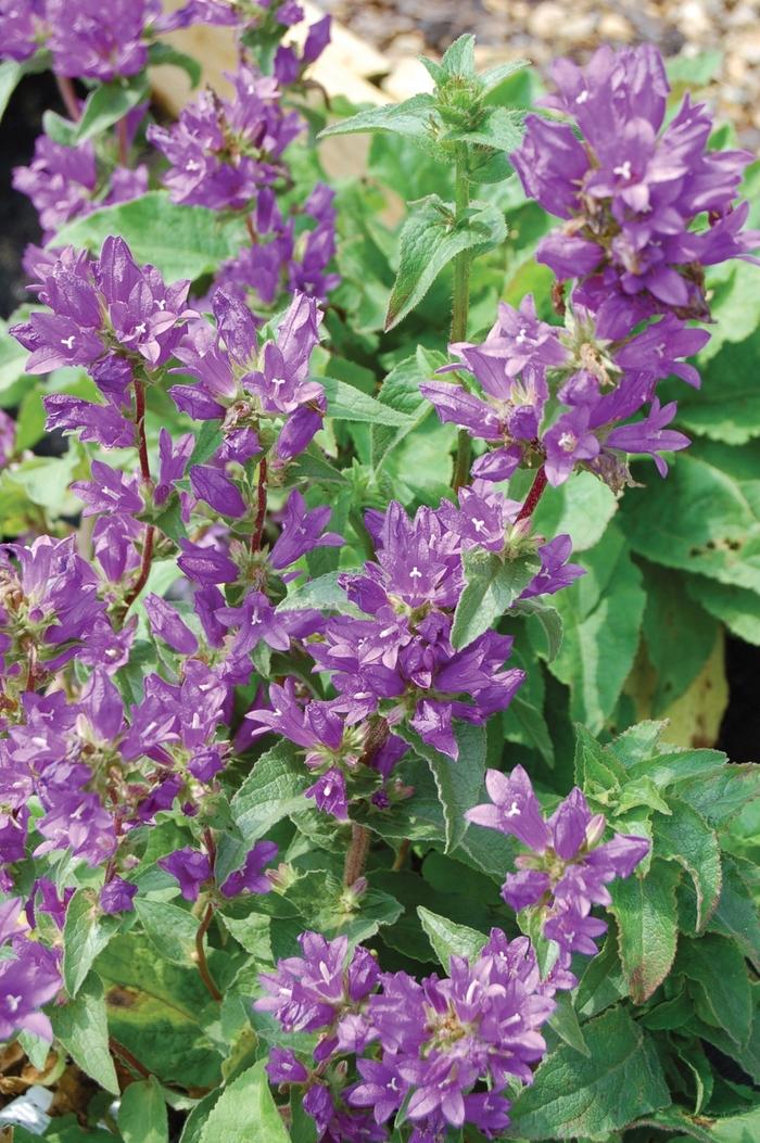 Campanula glomerata Superba
