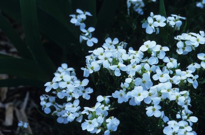Arabis caucasica 