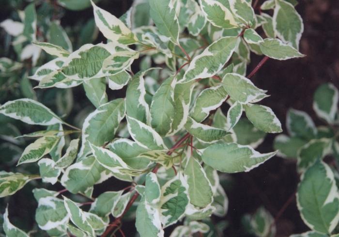 Cornus alba Argenteo-marginata