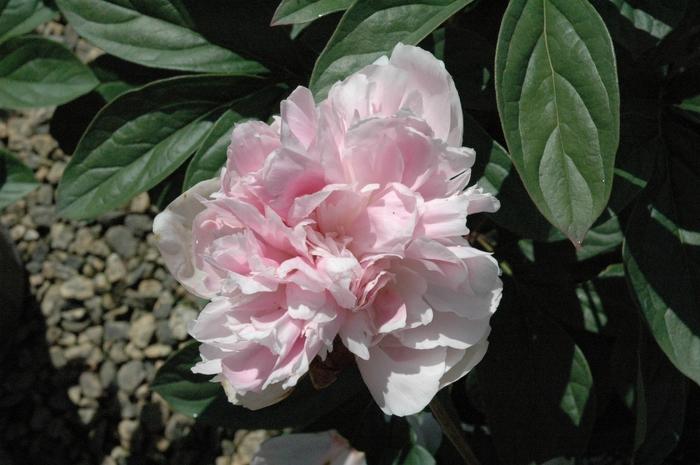 Paeonia lactiflora Lady Orchid
