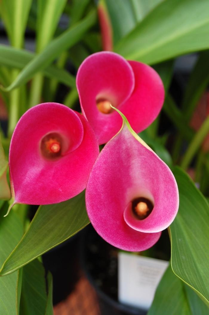 Zantedeschia aethiopica Garnet Glow