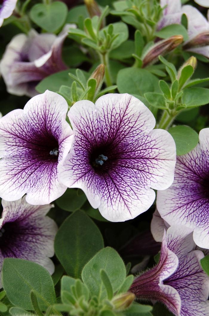 Petunia Blue Vein