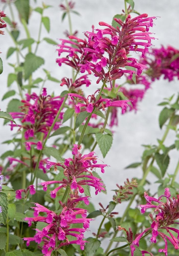 Agastache Color Spires®Pink