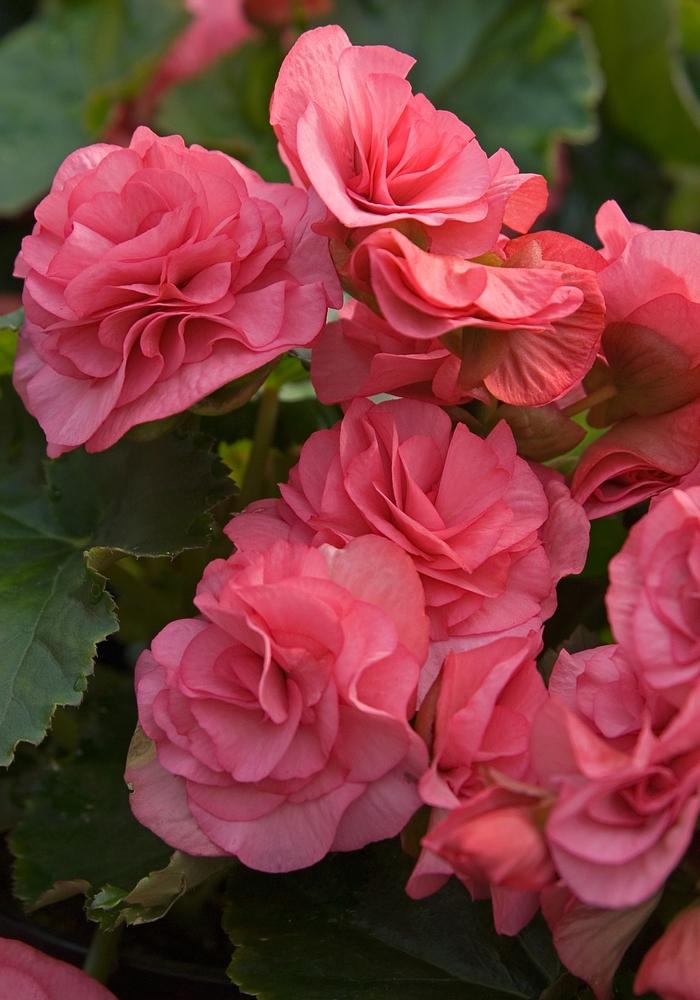 Begonia Solenia® Dusty Rose